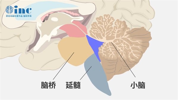 松果体生殖细胞瘤预后能熬夜吗