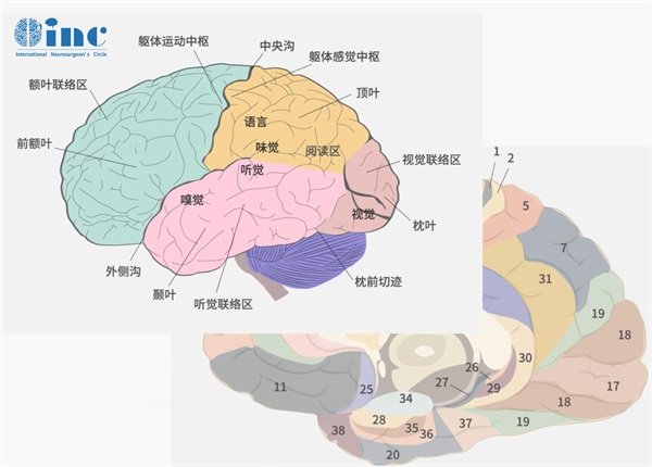 颅底斜坡脊索瘤术后右颈痛