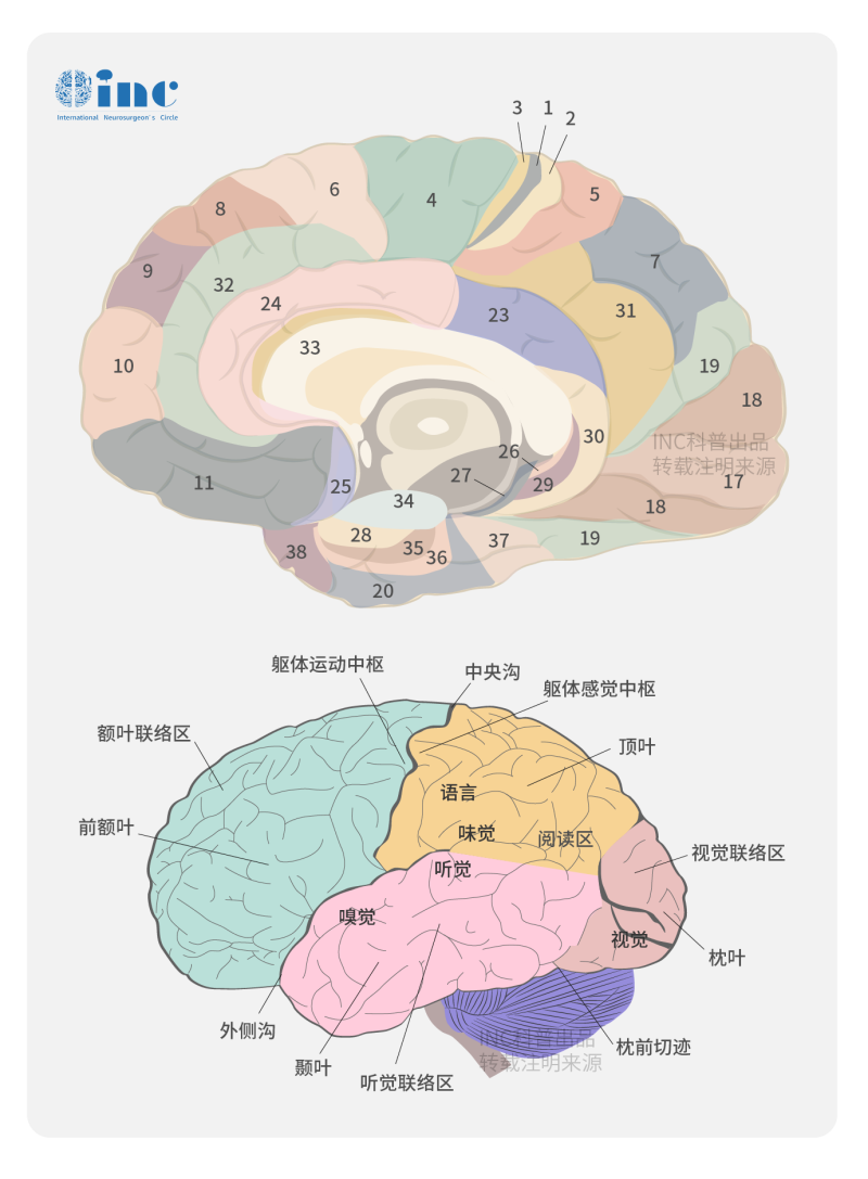 中脑海绵状血管瘤手术