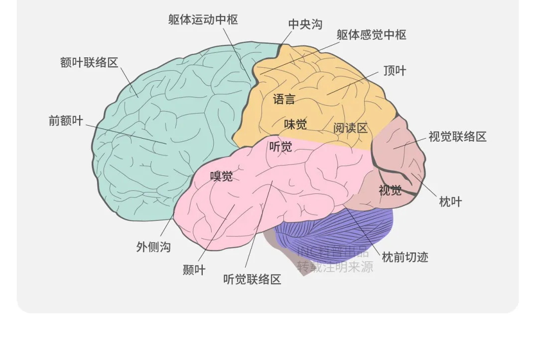 桥臂海绵状血管瘤需要手术吗