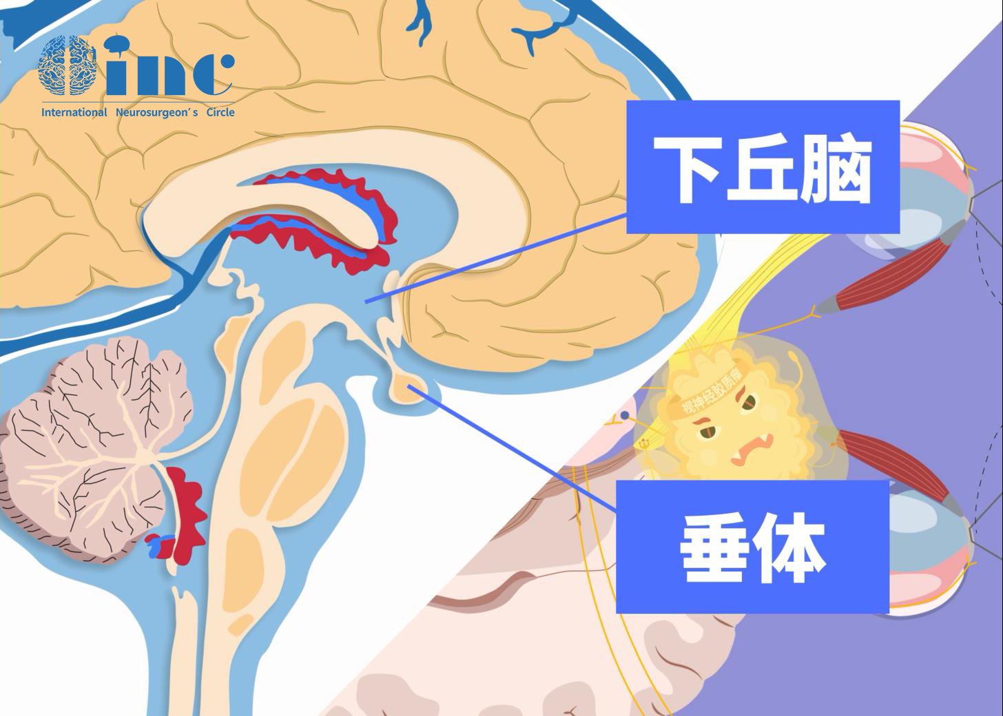 下丘脑图片