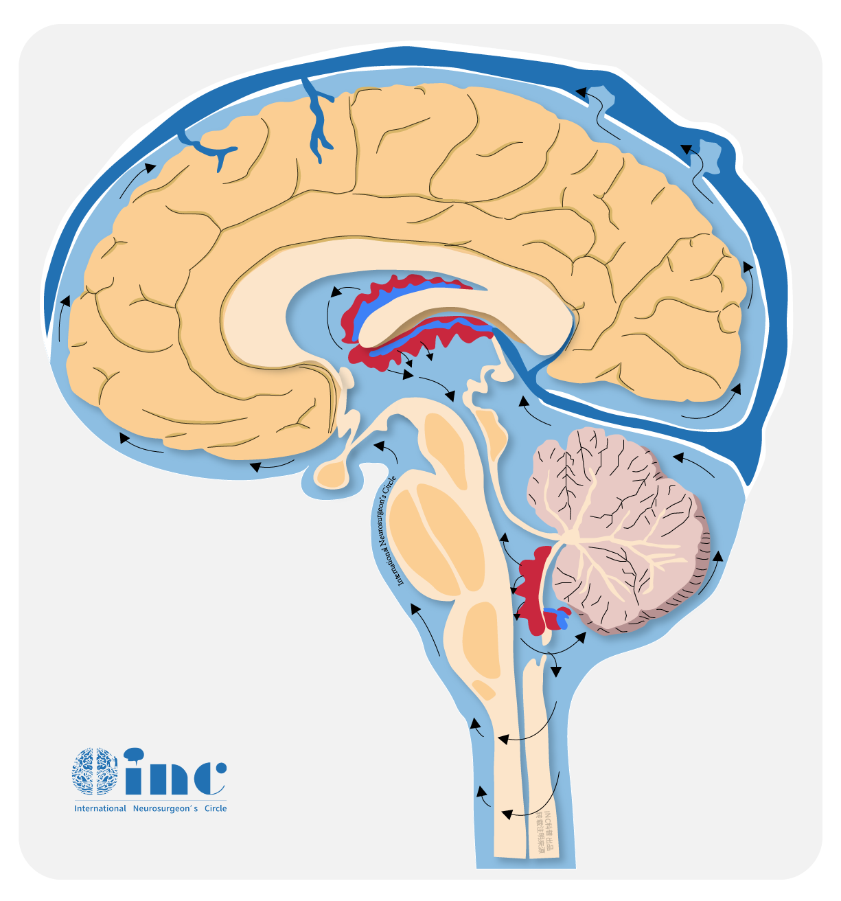 CSF脑脊液循环图片