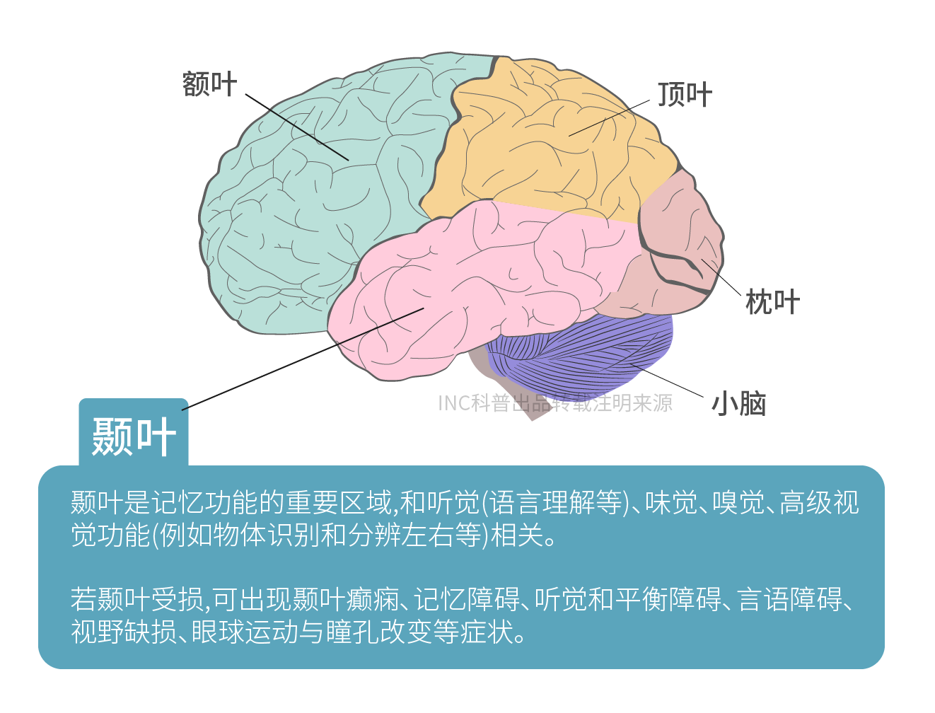 颞叶图片