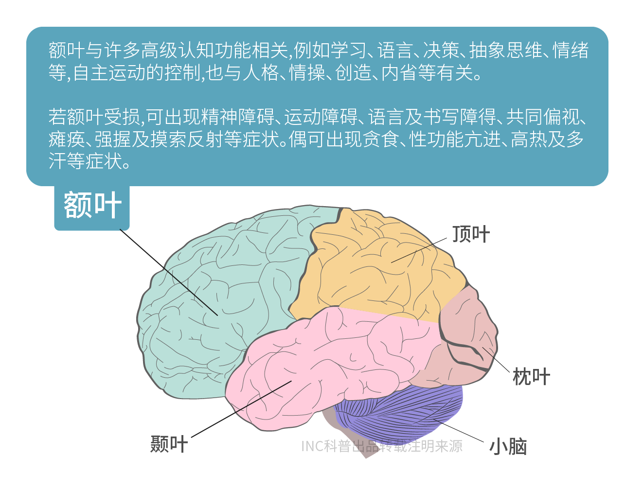 额叶图片