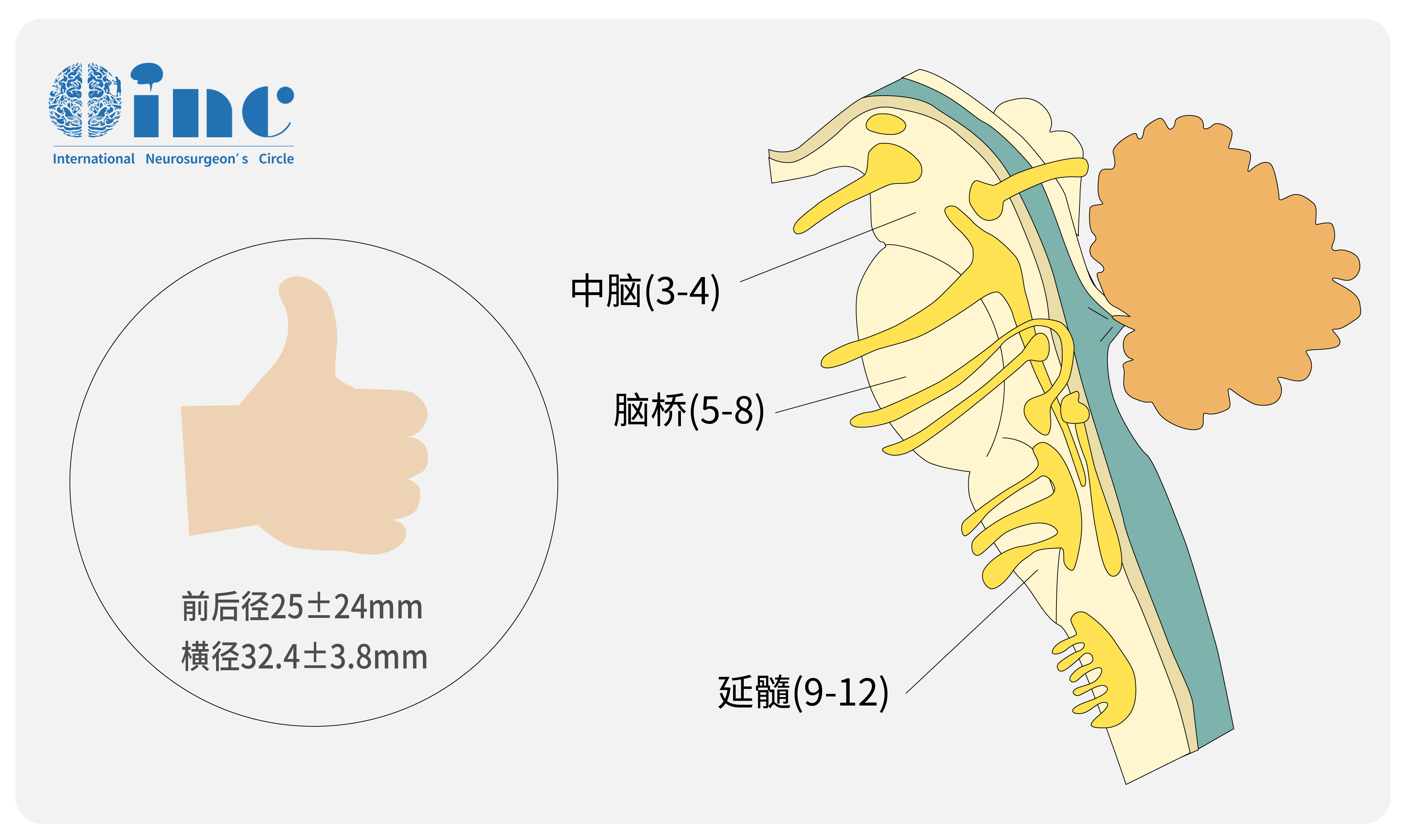 脑干脑桥图片