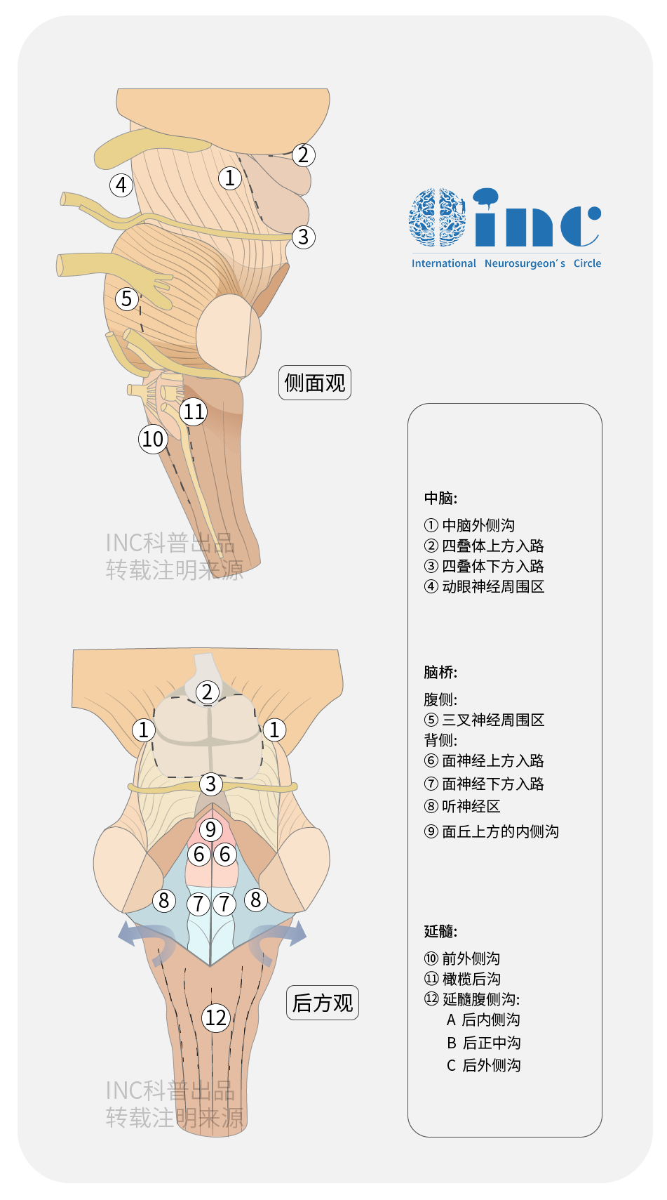 脑干安,全区图片