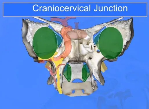颅颈交界区图示图片