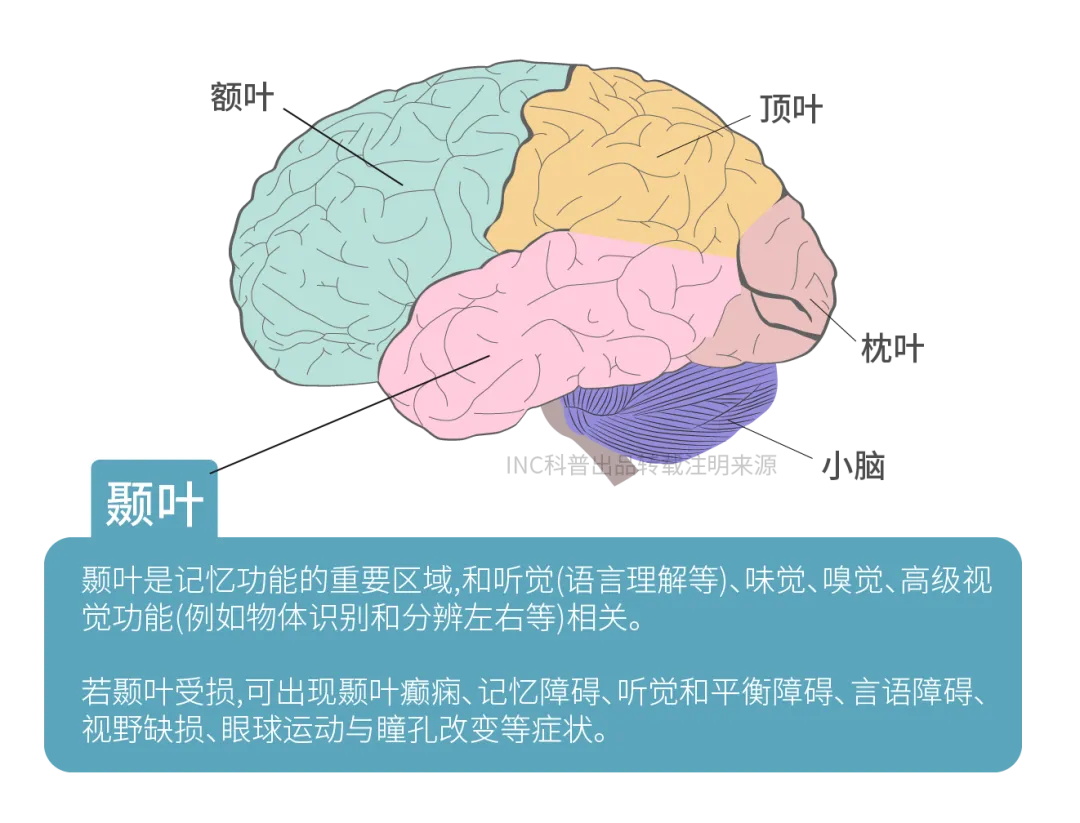 到底什么是颞叶？颞叶有什么功能？