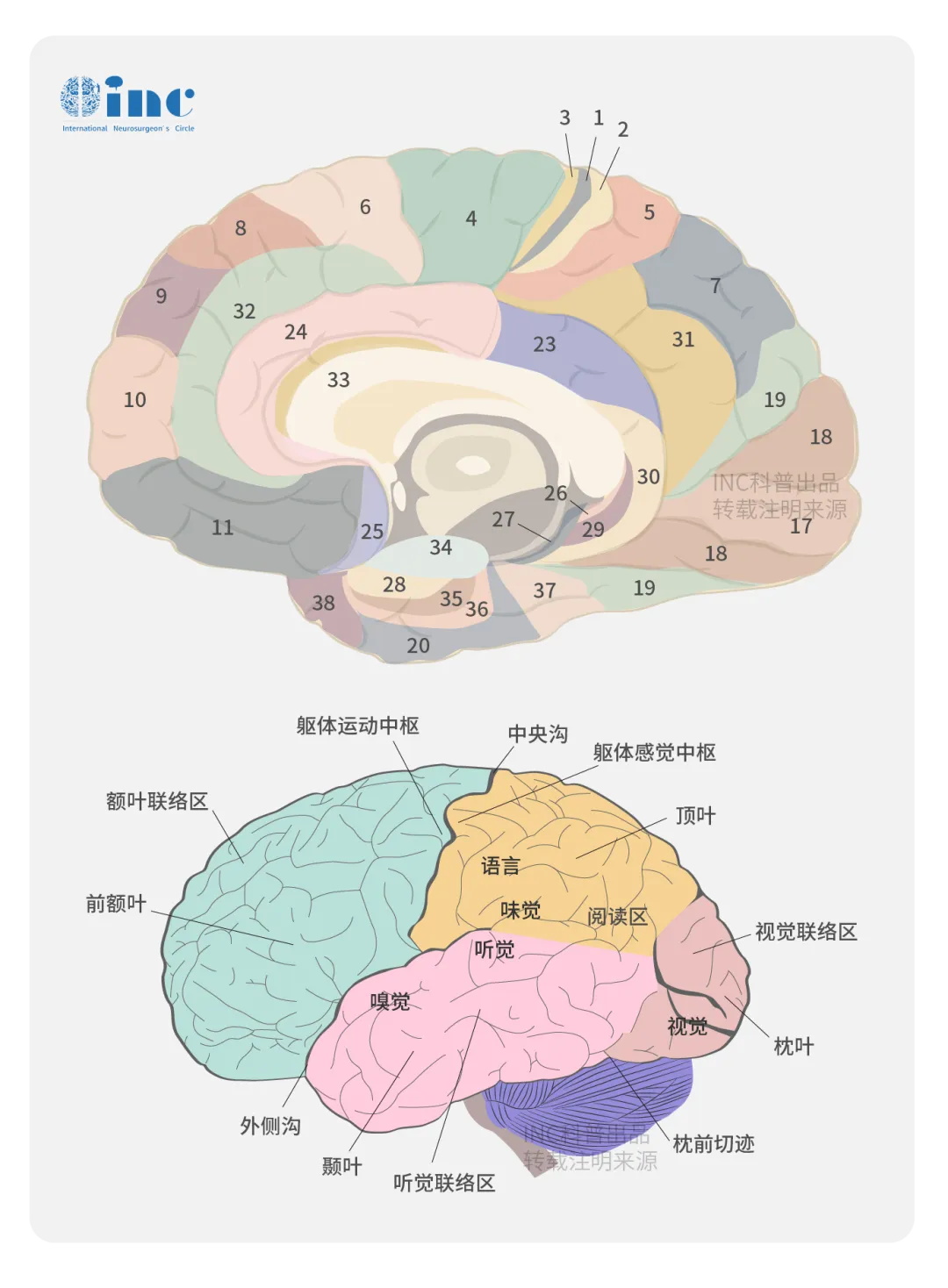 到底什么是颞叶？颞叶有什么功能？