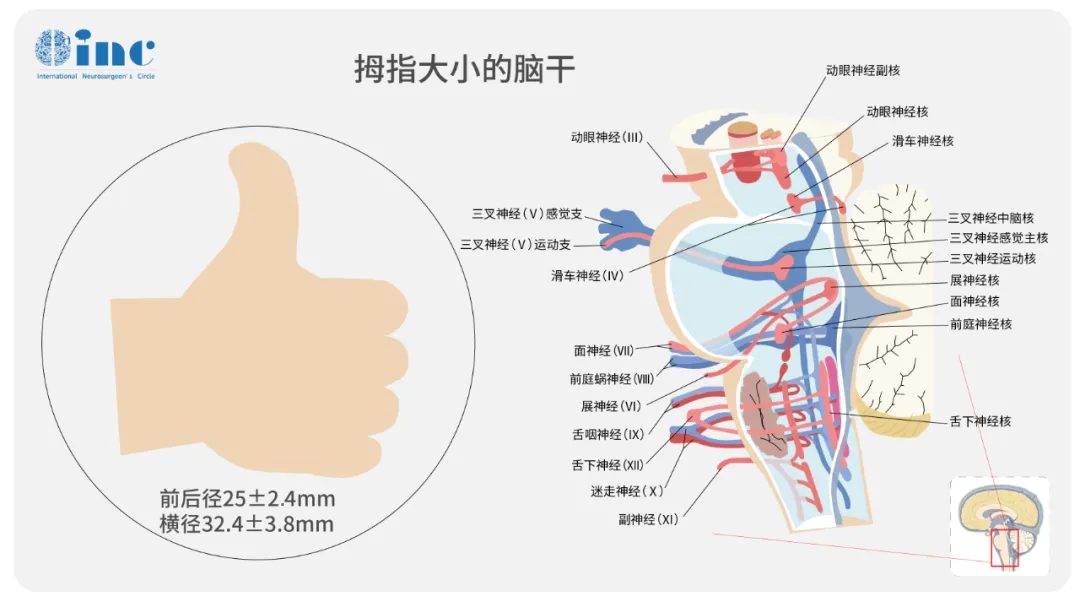 延髓位置为何如此凶险？