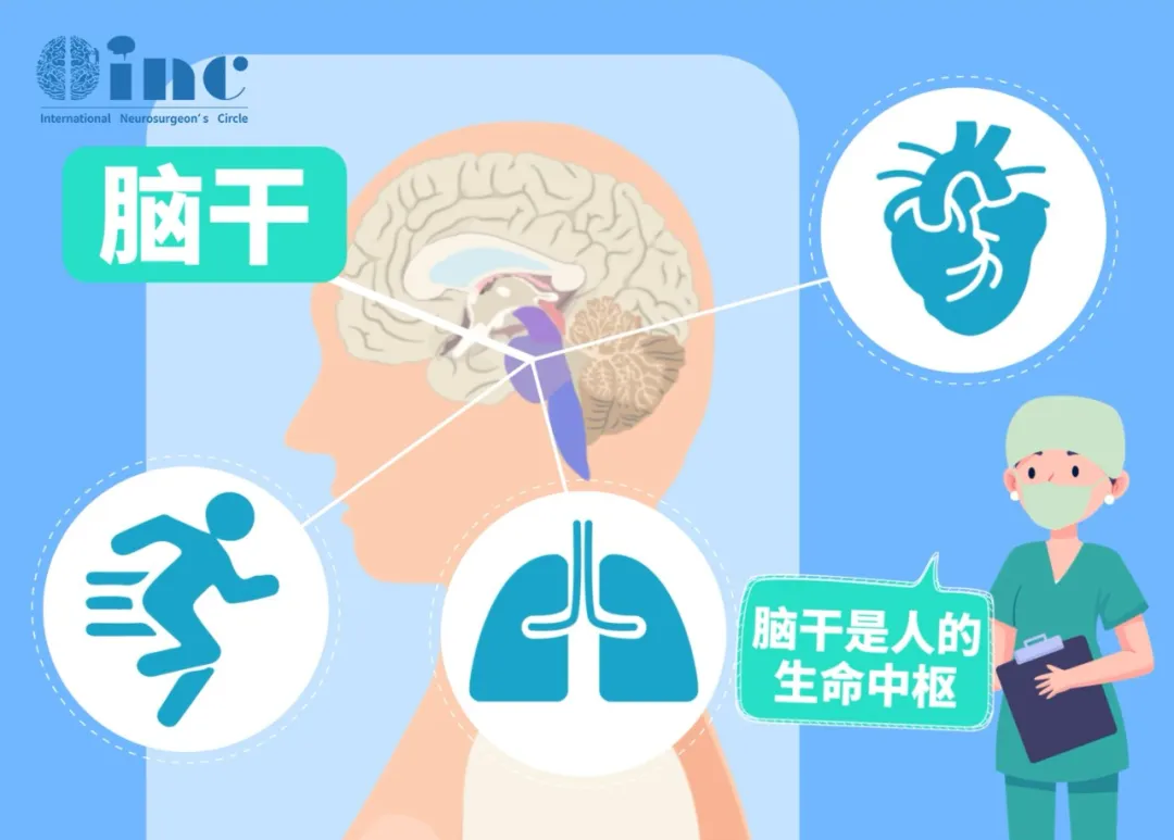 脑干，生命中枢，掌管着如呼吸、心跳、意识等