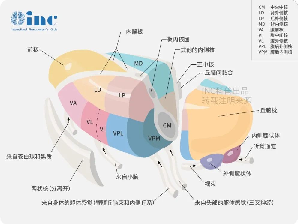 丘脑有多重要？