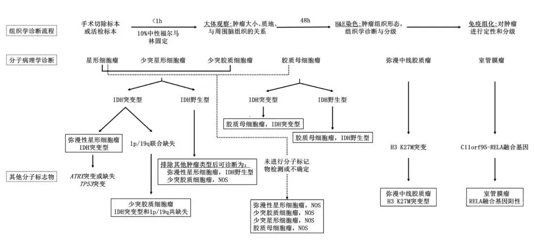 胶质瘤病理诊断流程图