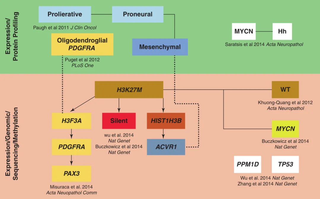 图：分子遗传特征示意图DIPGs。DIPG的主要遗传驱动因素包括MYCN、ACVR1、H3K27M、PDGFRA和PAX3，其中其他（改编自Misuraca、Cordero和Becher,Front Oncol 2015)