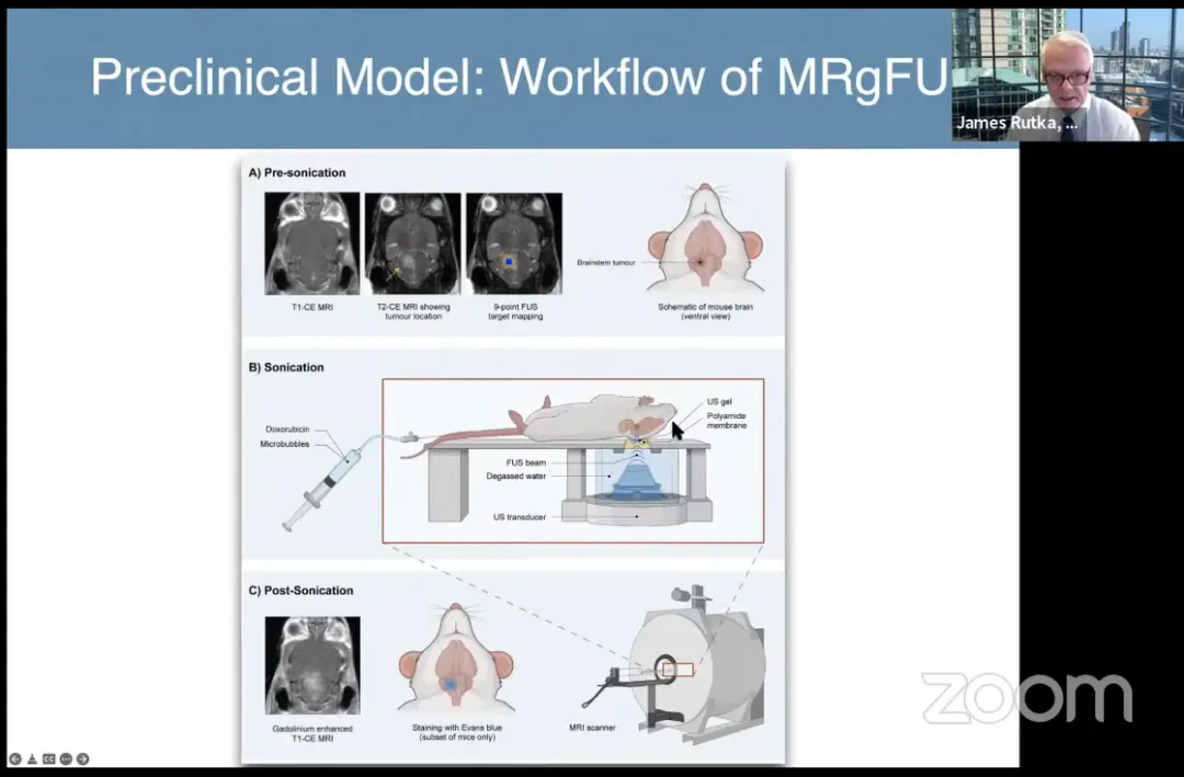 临床前模型：MRgFUS的工作流程