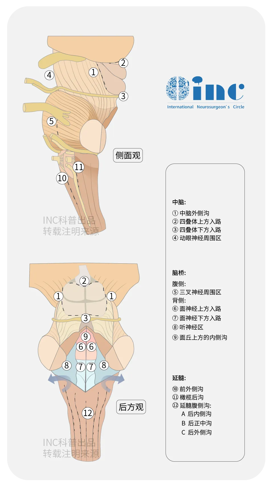 延髓的手术安全操作区。A，延髓横断面示有3个手术安全操作区：前外侧沟，橄榄区及延髓后外侧沟；B，延髓前外侧观，示进入橄榄区和前外侧沟的区域，紧位于舌下神经根下方；C，后面观示后正中沟和后外侧沟手术安全操作区。