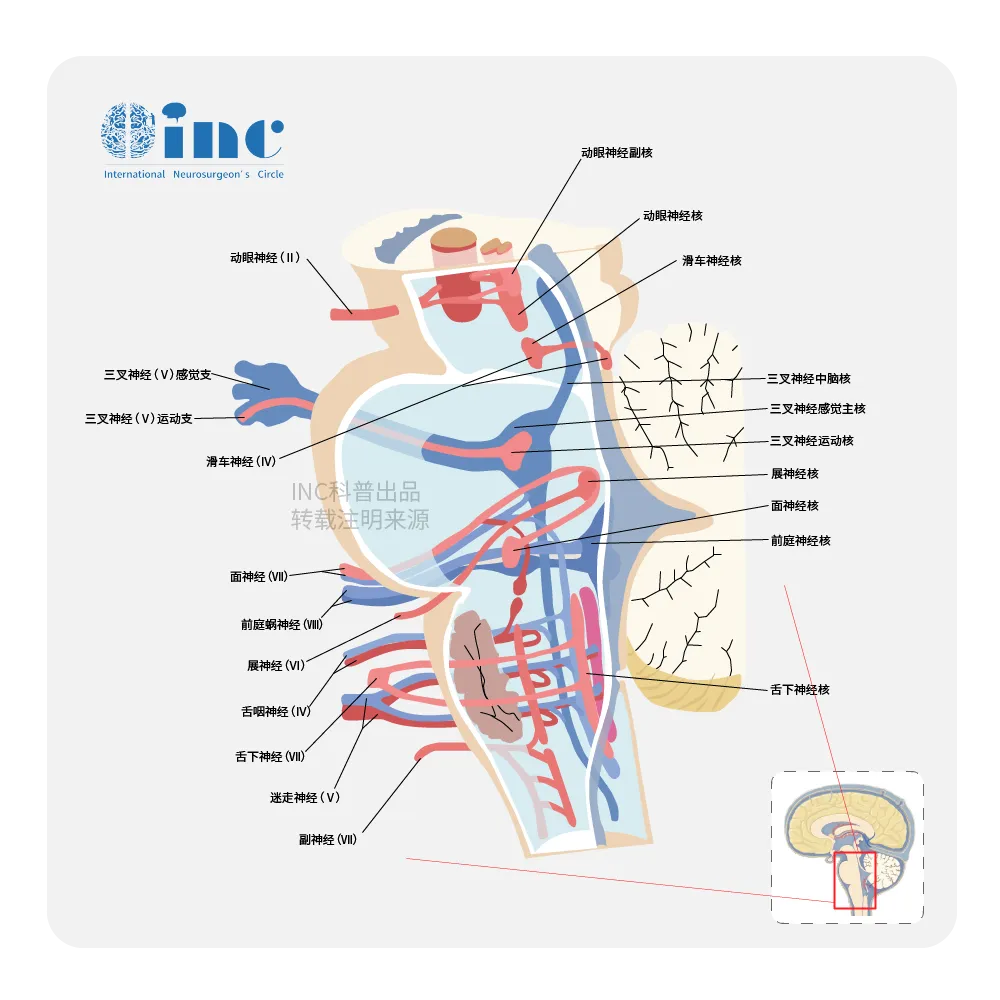 脑干解剖图（含神经名称）