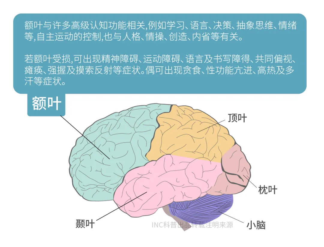 被禁的额叶切除术竟然如此可怕！如何在额叶进行安全手术？