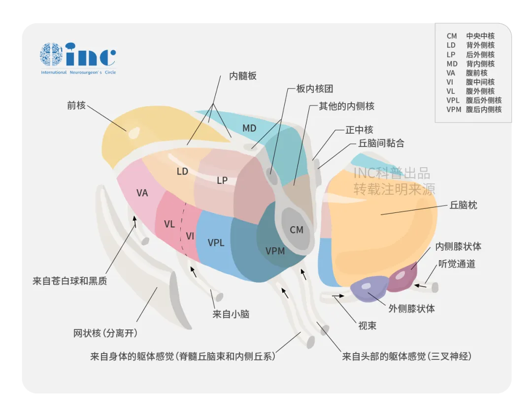 丘脑图片