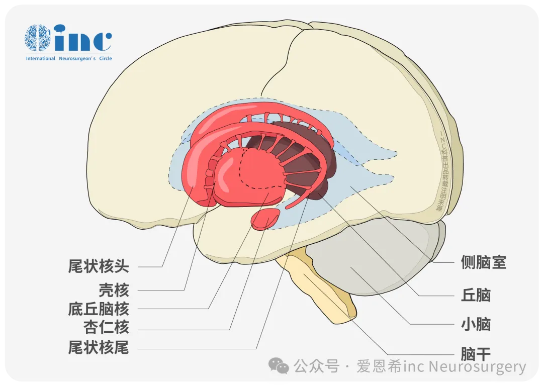 开颅术后竟然“无语”了！小脑为何变得如此沉默？