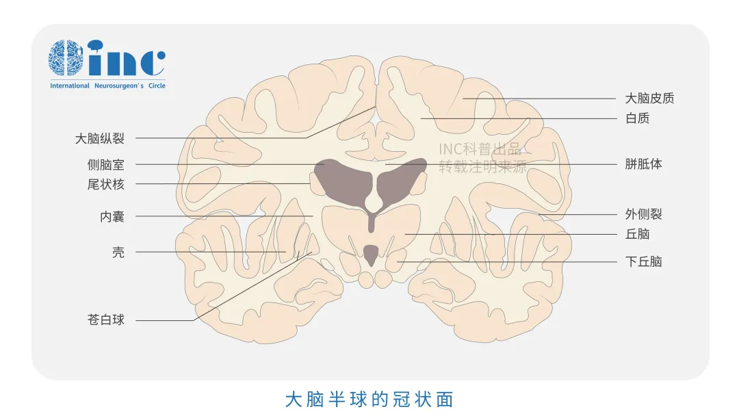 大脑半球冠状面