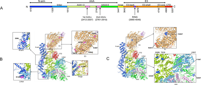 RNF213的模块和结构域以及变体在3D结构中的位置。A-RNF213的模块和结构域，由三个模块（N端N臂模块、AAA模块和E3模块）及其连接接头结构域、铰链结构域和C端结构域（CTD）组成。B-在RNF213的三维结构模型中，RNF213 p.R4810K和在儿童患者中检测到的其他罕见变异。C-在RNF213的3D模型中，仅在成年患者中检测到RNF213 p.R4810K和其他罕见变异。