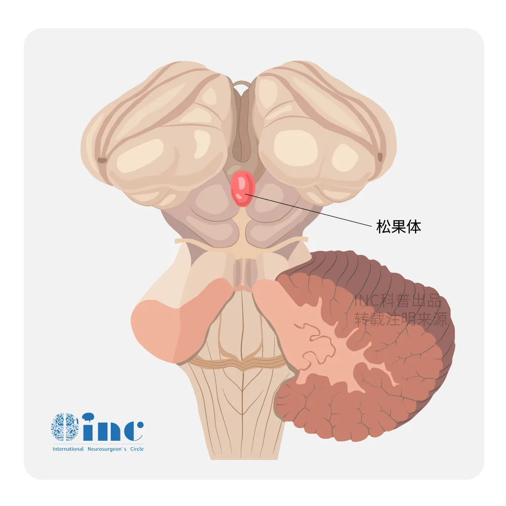 松果体区位于大脑深部颅腔中心，由松果体及其相邻结构组成