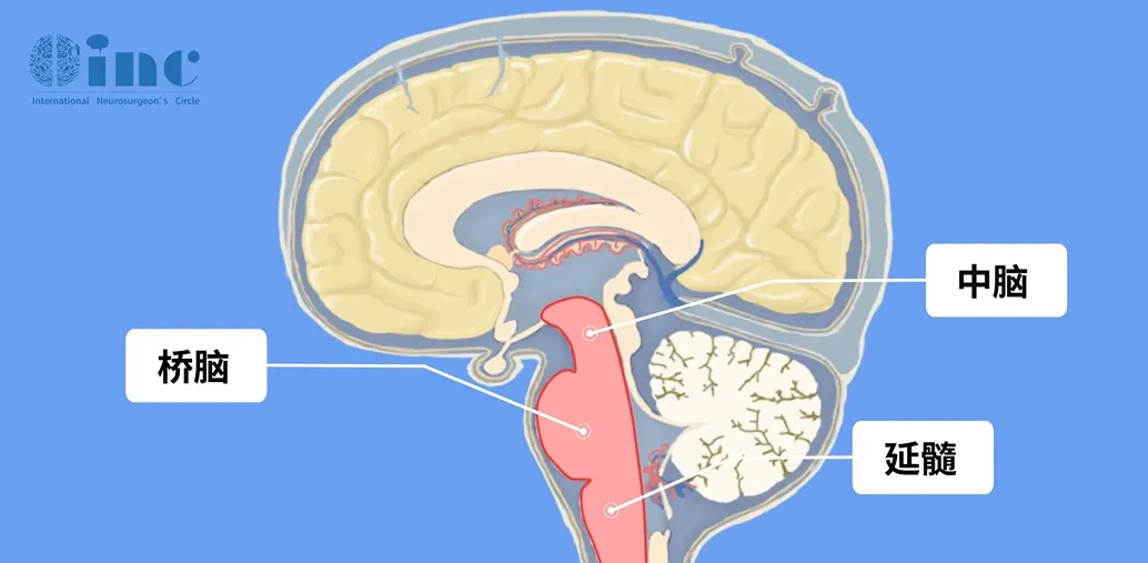 脑干所处位置示意