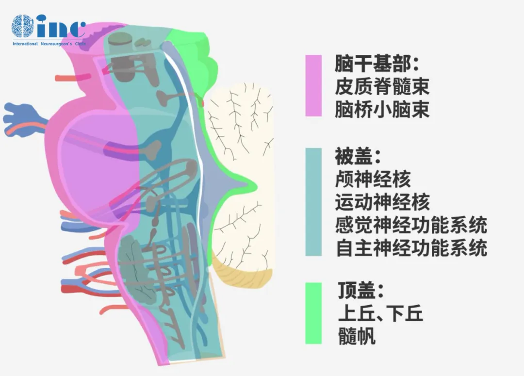 脑干大小与10个颅神经