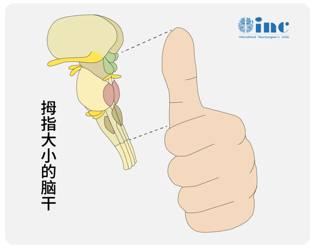 脑干的大小图片